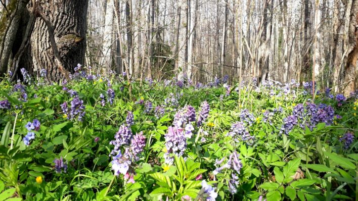 Violeti ziedi, kas zied Eglaines upes dabas liegumā. Apkārtiem ziediem redzami koku stumbri.