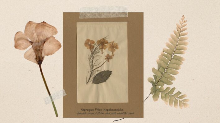 Kolāžas centrā Raiņa veidota herbārija kartīte - tajā redzami daži kaltēti ziediņi. Apkārt kartītei labajā pusē kaltēta ziediņa attēls, kreisajā - kaltēta paparde.