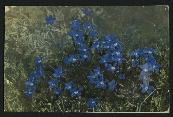 Atklātne, ko Rainis sūtījis Aspazijai 1911. gada 24. oktobrī. Uz tās attēloti zili, mazi kalnu ziediņi.